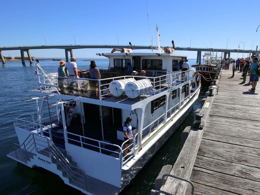 Philip Island: Dolphin and Whale Cruise - Key points to know before you sail