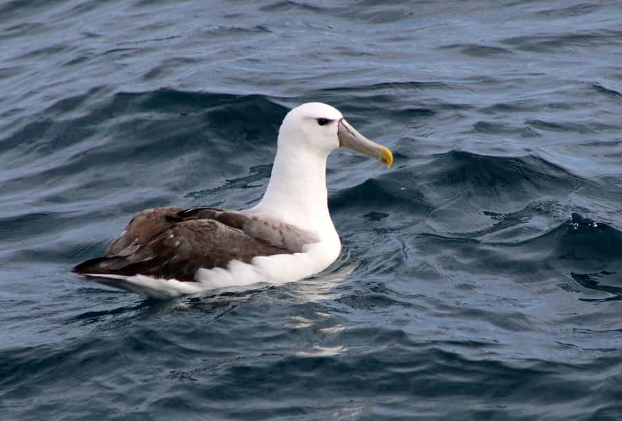 Philip Island: Dolphin and Whale Cruise - Whale watching during the winter migration