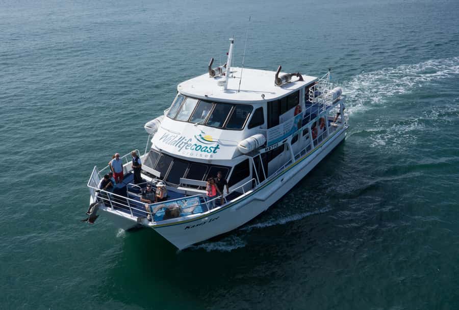 Philip Island: Dolphin and Whale Cruise - Afternoon tea, cake, and the onboard bar