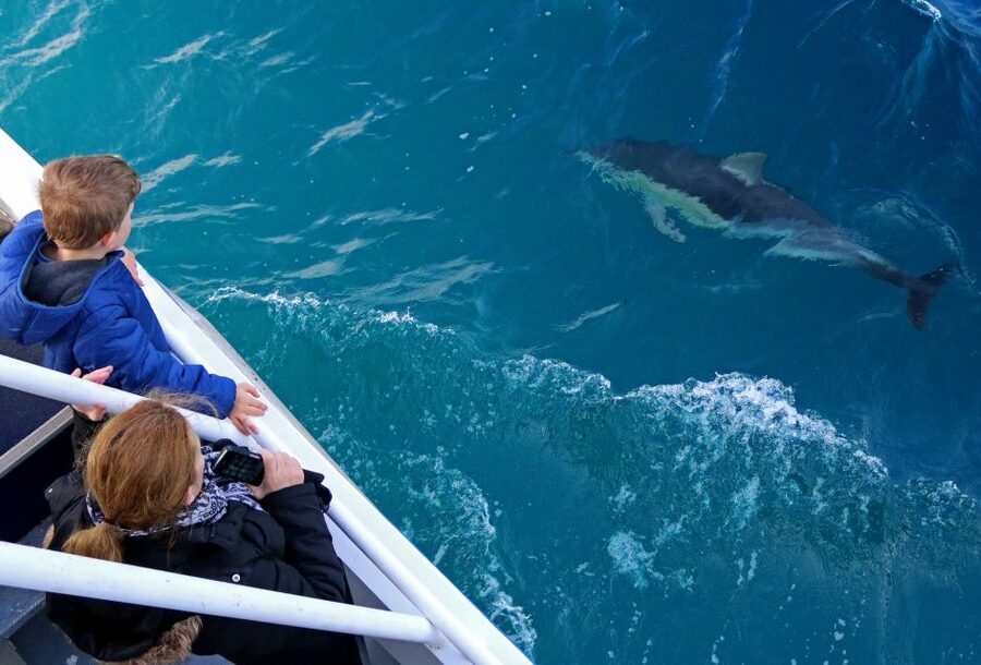 Philip Island: Dolphin and Whale Cruise - Is $95 good value?