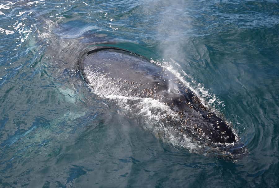 Philip Island: Dolphin and Whale Cruise - Crew care and the feel of the cruise