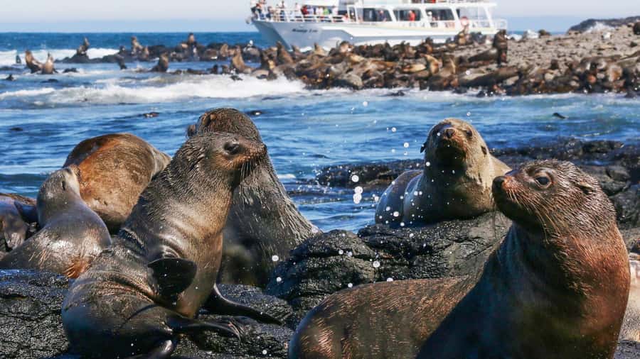 Phillip Island: Whale Watching Boat Tour - Key points to know before booking