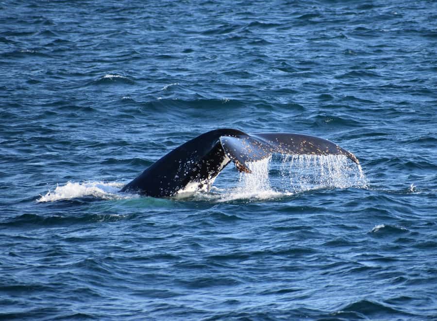 Phillip Island: Whale Watching Boat Tour - Setting out from Rhyll for a four-hour coastal cruise
