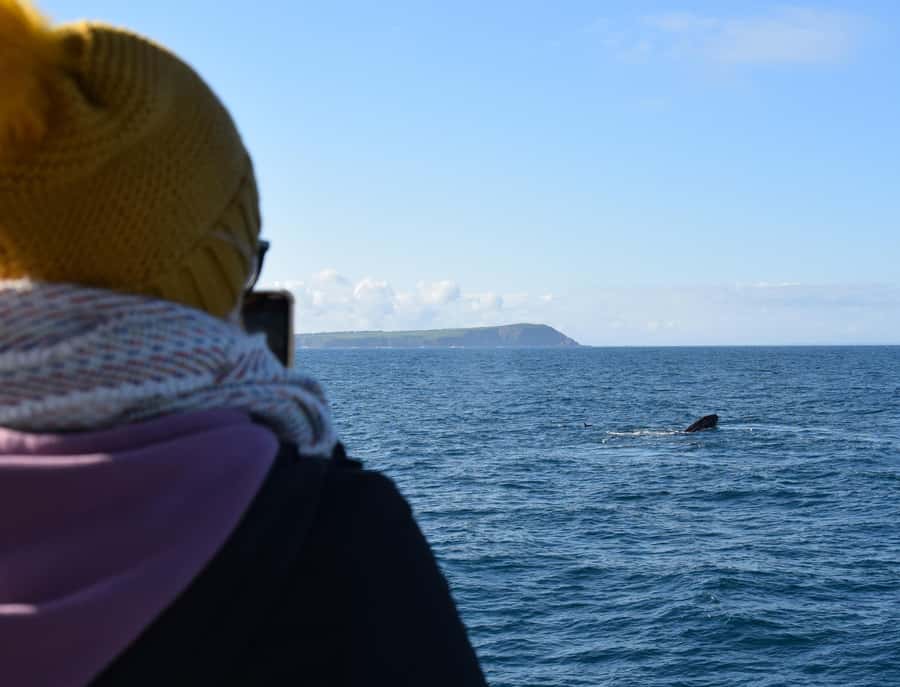 Phillip Island: Whale Watching Boat Tour - Seal Rocks brings the most dependable wildlife viewing