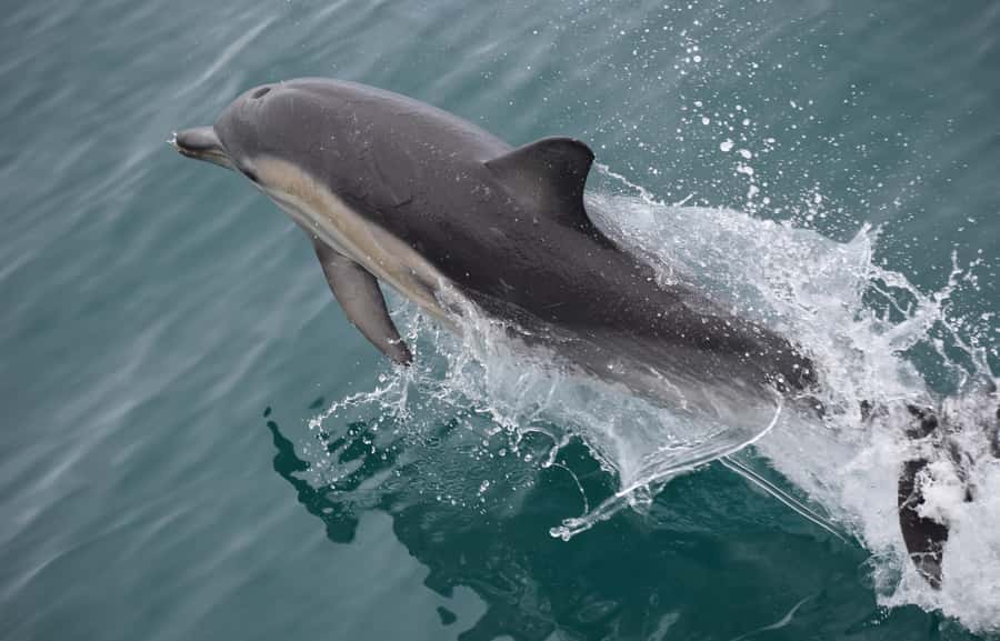 Phillip Island: Whale Watching Boat Tour - Planning the drive from Melbourne