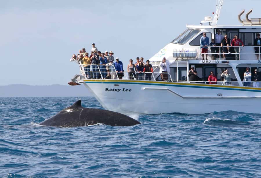 Phillip Island: Whale Watching Boat Tour - How whale watching works around Phillip Island