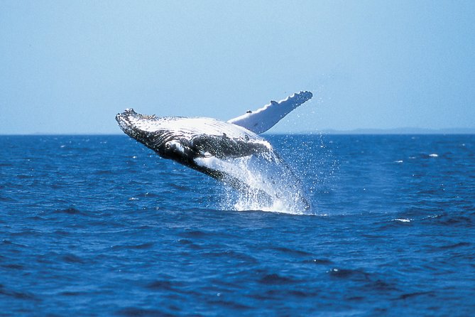 Phillip Island Whale Watching Tour - Key points at a glance