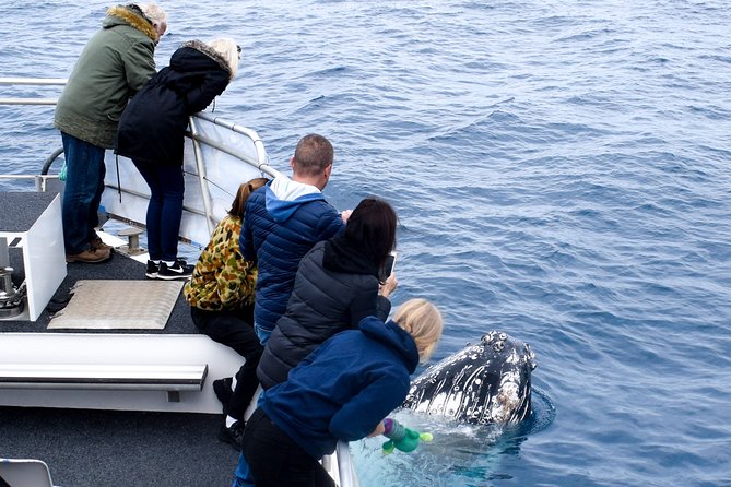 Phillip Island Whale Watching Tour - Seal Rocks is the dependable highlight