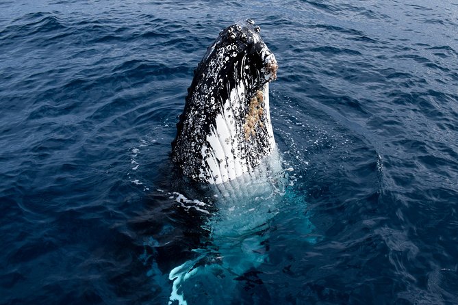 Phillip Island Whale Watching Tour - How the whale search really works