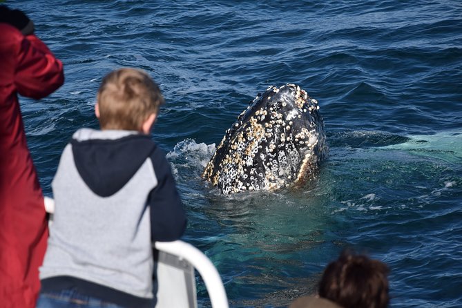 Phillip Island Whale Watching Tour - Dolphins and seabirds make the waiting worthwhile