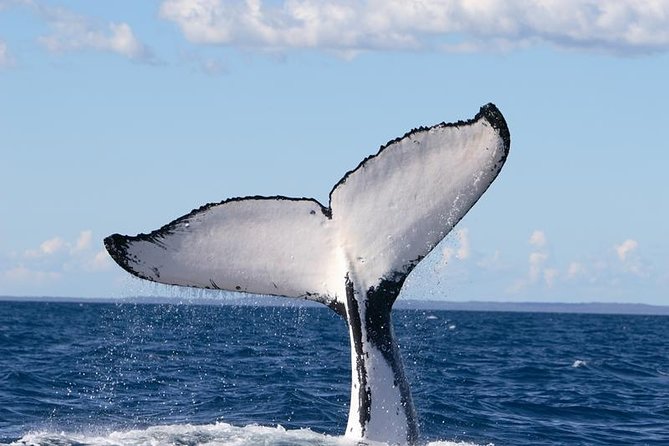 Phillip Island Whale Watching Tour - Morning tea and the real value of $125.52