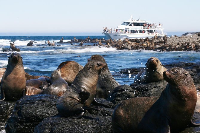 Phillip Island Whale Watching Tour - Timing, meeting point, and what to bring