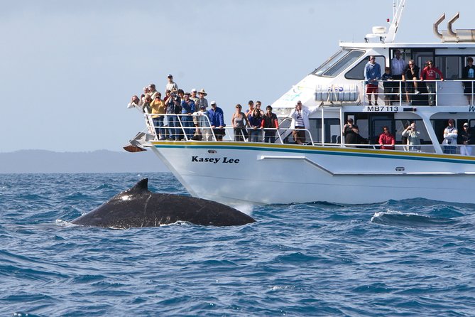 Phillip Island Whale Watching Tour - Cape Woolamai brings the coast into view