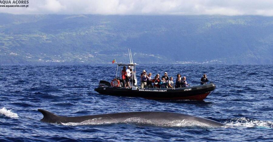 Pico Island: Azores Whale & Dolphin Watching on Zodiac Boat - Searching for whales, dolphins, turtles, and birds