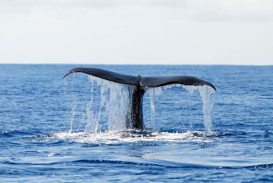 Pico Island: Azores Whale & Dolphin Watching on Zodiac Boat - How the timing and service work