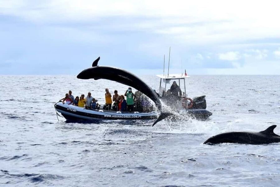 Pico Island: Azores Whale & Dolphin Watching on Zodiac Boat - Is $53 a fair price?