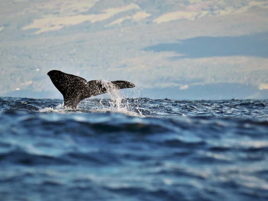 Pico Island: Whale Watching Experience from Lajes do Pico - Key points to know before you book