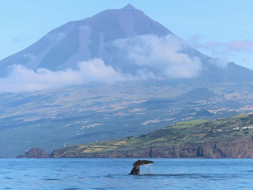 Pico Island: Whale Watching Experience from Lajes do Pico - Who will enjoy this tour most?