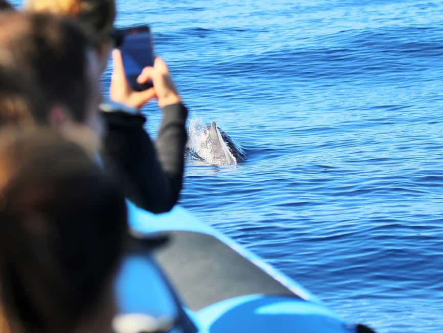 Pico Island: Whale Watching Experience from Lajes do Pico - Setting out from Lajes do Pico harbor