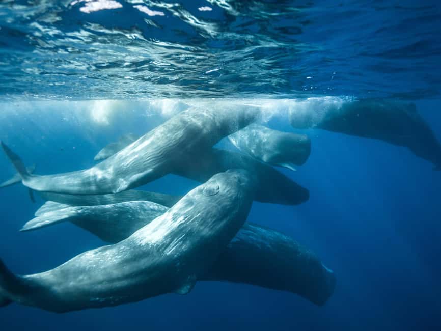 Pico Island: Whale Watching Experience from Lajes do Pico - What the zodiac ride feels like