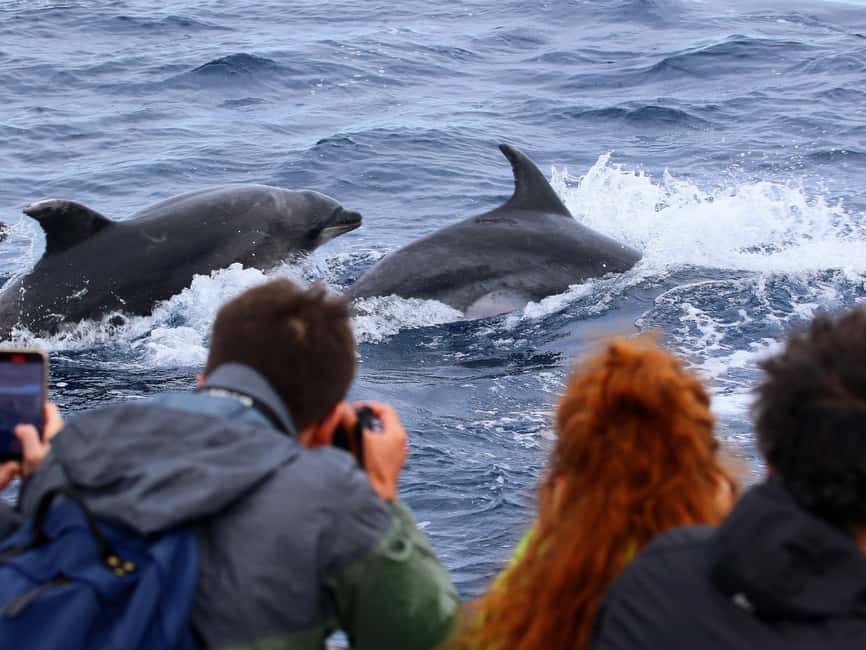 Pico Island: Whale Watching Experience from Lajes do Pico - Searching the Atlantic for whales and dolphins
