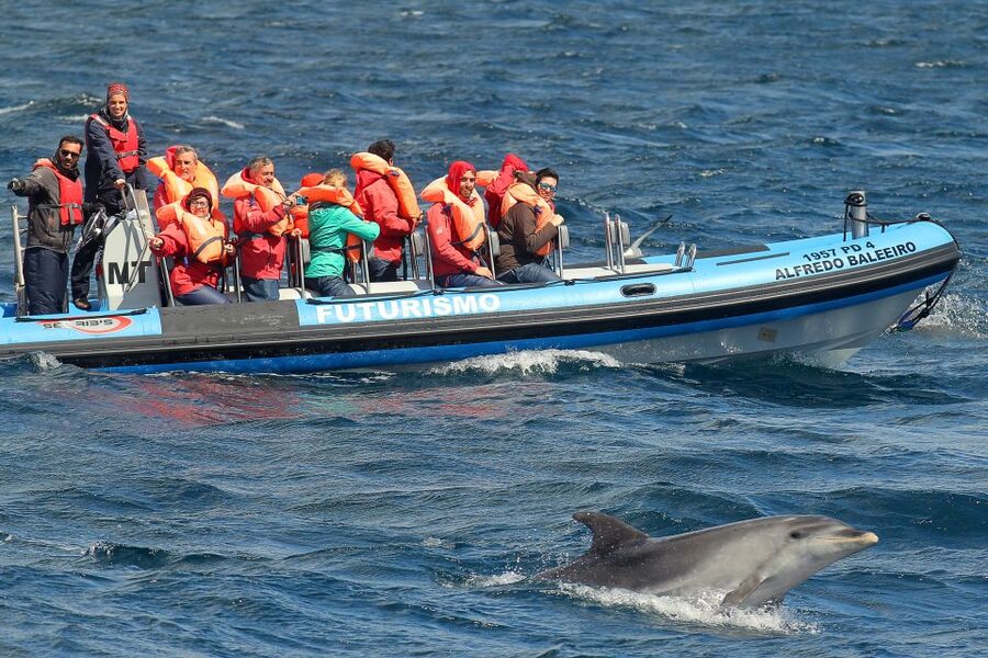 Pico Island: Whale Watching Experience from Lajes do Pico - The best part: watching wild animals behave naturally