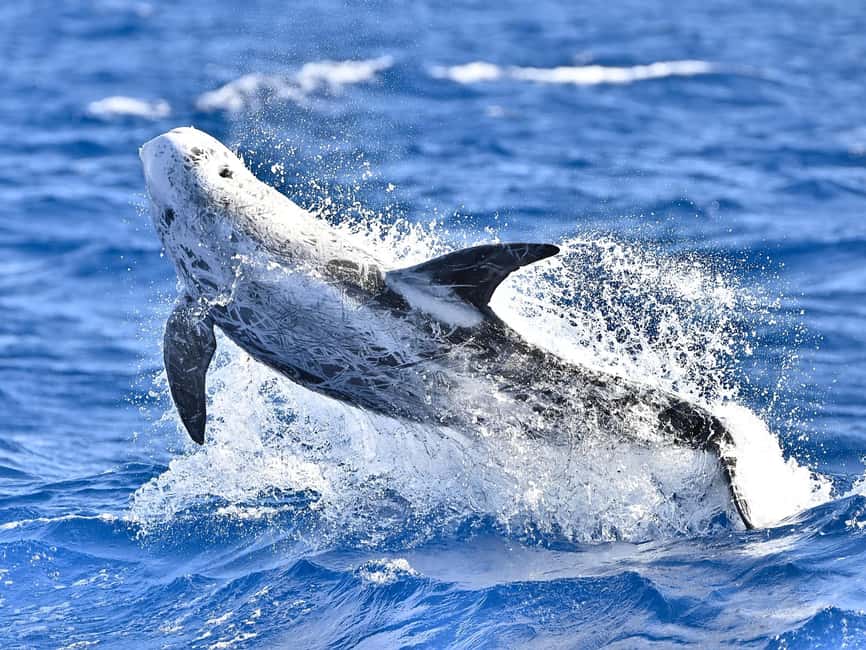 Pico Island: Whale Watching Experience from Lajes do Pico - What the coast looks like from the water