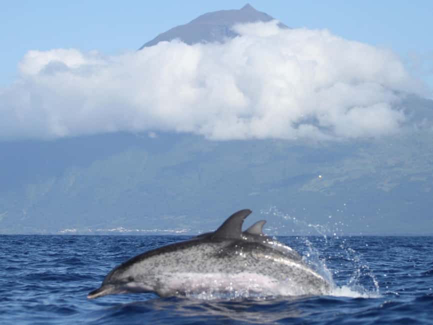Pico Island: Whale Watching Experience from Lajes do Pico - Is $82 a fair price?