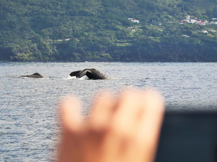 Pico Island: Whale Watching Experience from Lajes do Pico - Weather, cancellation, and practical planning