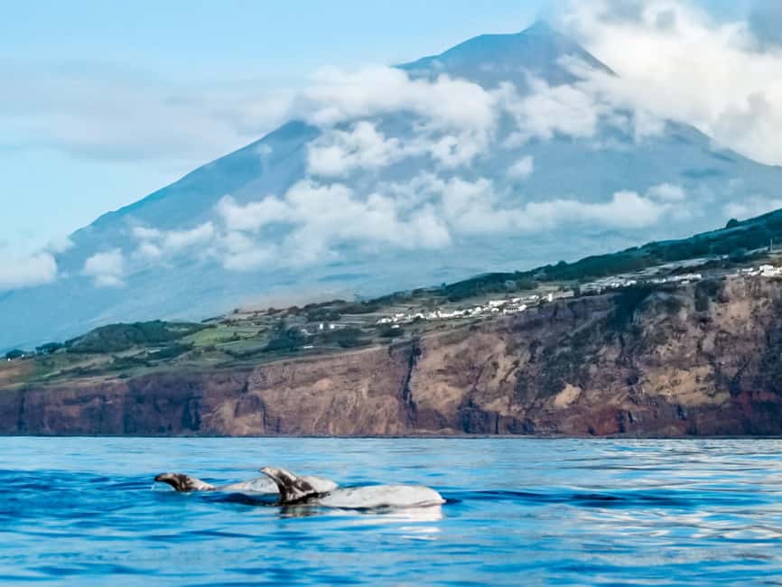 Pico Island: Whale Watching Experience from Lajes do Pico - The 15-minute briefing that shapes the trip