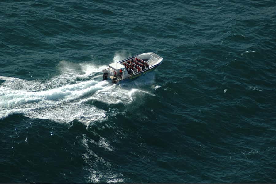 Plettenberg Bay: Whale Watching Boat Cruise - Key points before you book