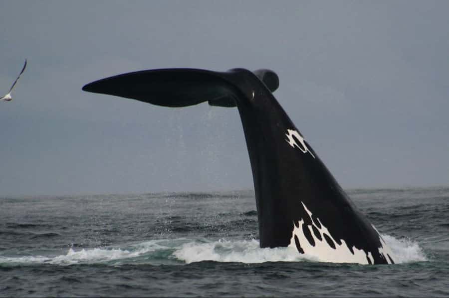 Plettenberg Bay: Whale Watching Boat Cruise - Why this boat trip feels different