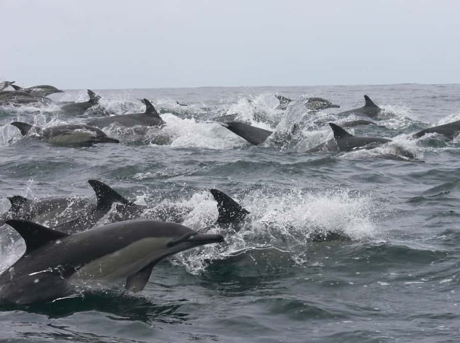 Plettenberg Bay: Whale Watching Boat Cruise - Searching Plettenberg Bay for whales