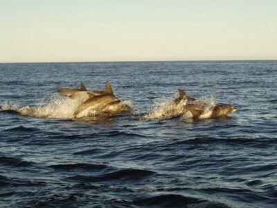 Plettenberg Bay: Whale Watching Boat Cruise