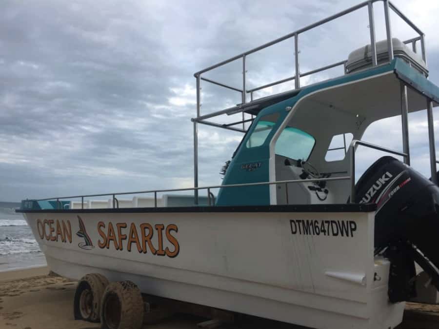 Plettenberg Bay: Whale Watching Boat Cruise - Dolphins, seals, birds, and the backup plan nature provides