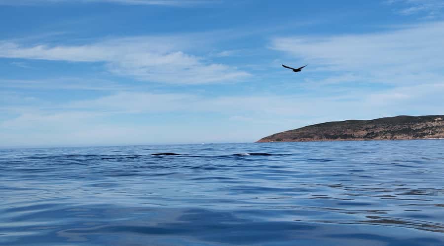 Plettenberg Bay: Whale Watching Boat Cruise - Who will enjoy this experience most?