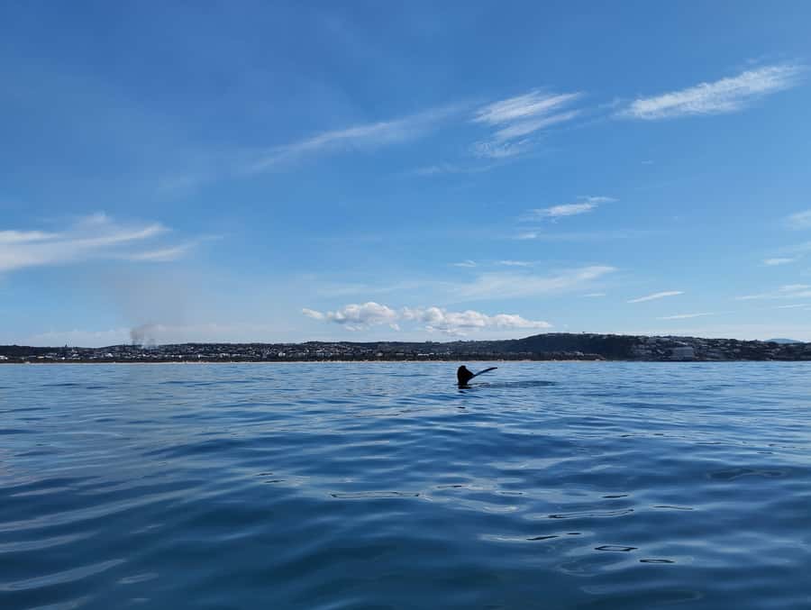 Plettenberg Bay: Whale Watching Boat Cruise - Should you book the Plettenberg Bay whale cruise?