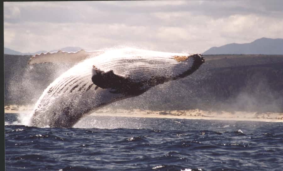 Plettenberg Bay: Whale-Watching Cruise - What the $77 price really gets you