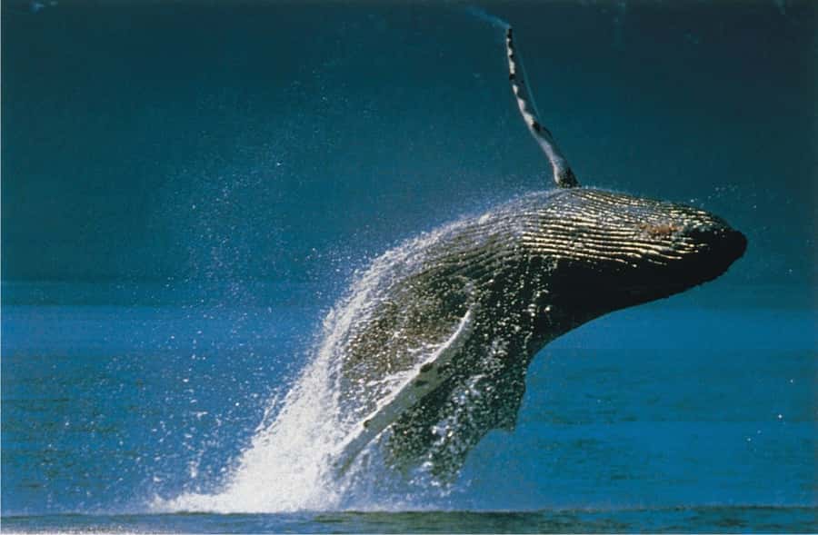 Plettenberg Bay: Whale-Watching Cruise - The surf launch is part of the attraction