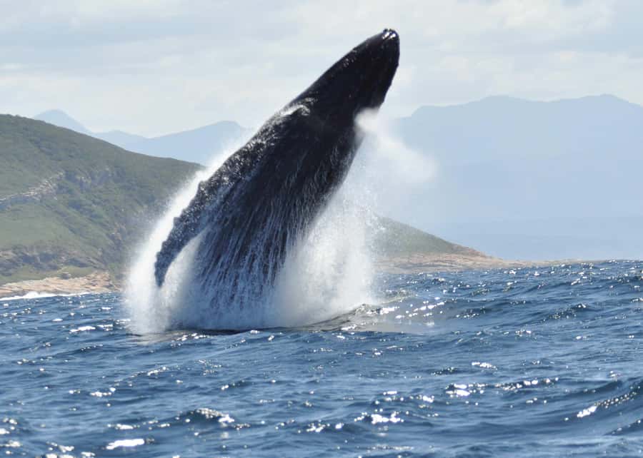 Plettenberg Bay: Whale-Watching Cruise - Choosing between the two whale routes