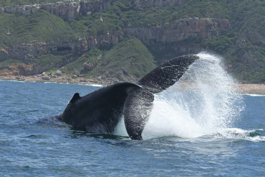 Plettenberg Bay: Whale-Watching Cruise - What a whale sighting may really look like