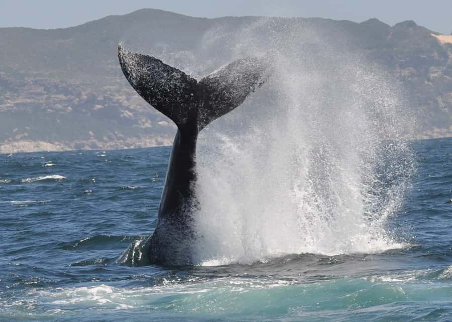 Plettenberg Bay: Whale-Watching Cruise - Robberg Peninsula seals and possible dolphins