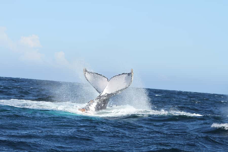Plettenberg Bay: Whale-Watching Cruise - Great White Sharks and other wildlife