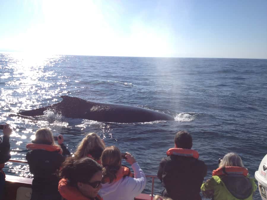Plettenberg Bay: Whale-Watching Cruise - Weather, sea conditions, and the limits of control