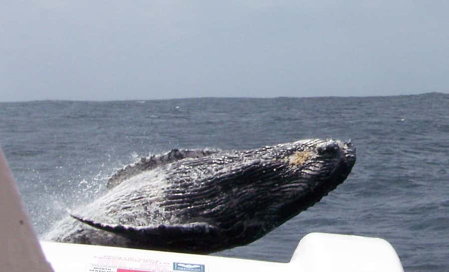 Plettenberg Bay: Whale-Watching Cruise - Check-in at Ocean Blue Adventures