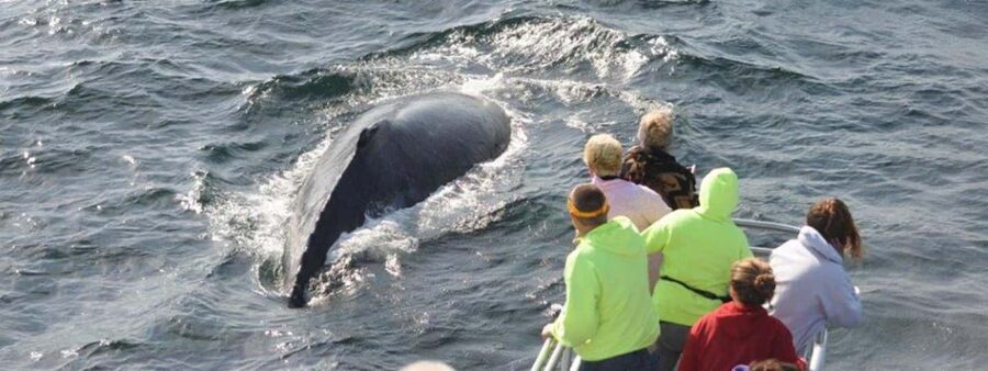Plymouth: Whale Watching Cruise - Key things to know before sailing
