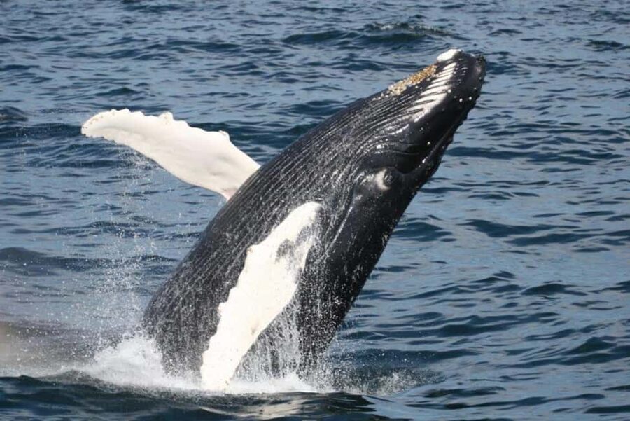 Plymouth: Whale Watching Cruise - Leaving Town Wharf for Cape Cod Bay