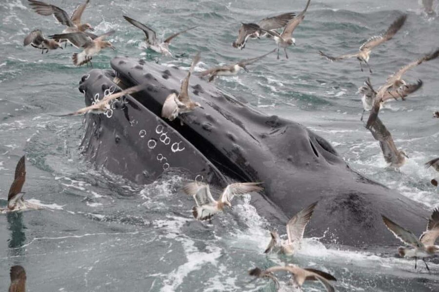 Plymouth: Whale Watching Cruise - Watching whales feed, surface, and disappear