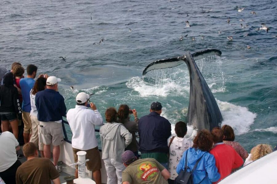 Plymouth: Whale Watching Cruise - How the $74 price holds up