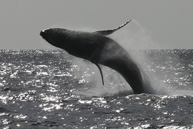 Poipu Sea Kayak Tour: Turtle, Dolphins and Snorkel - Key points to know before booking